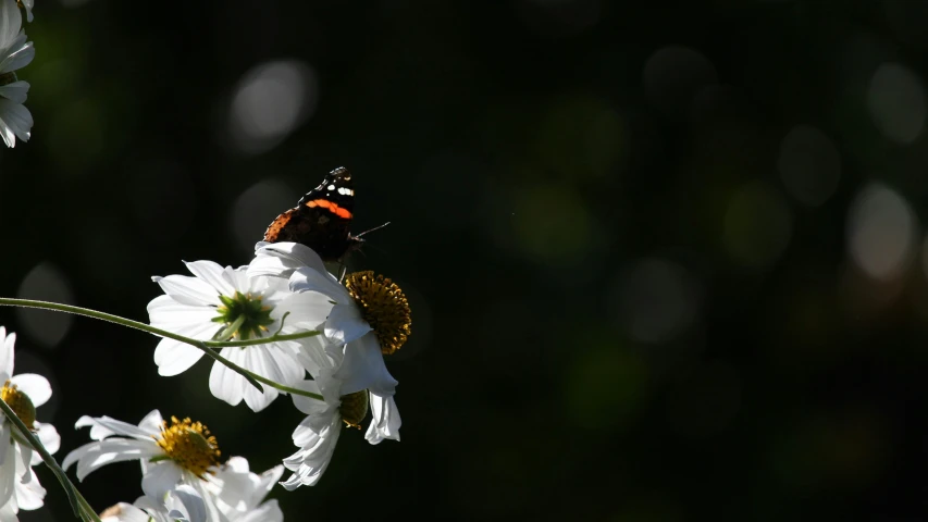 a erfly sitting on a flower while looking at the camera