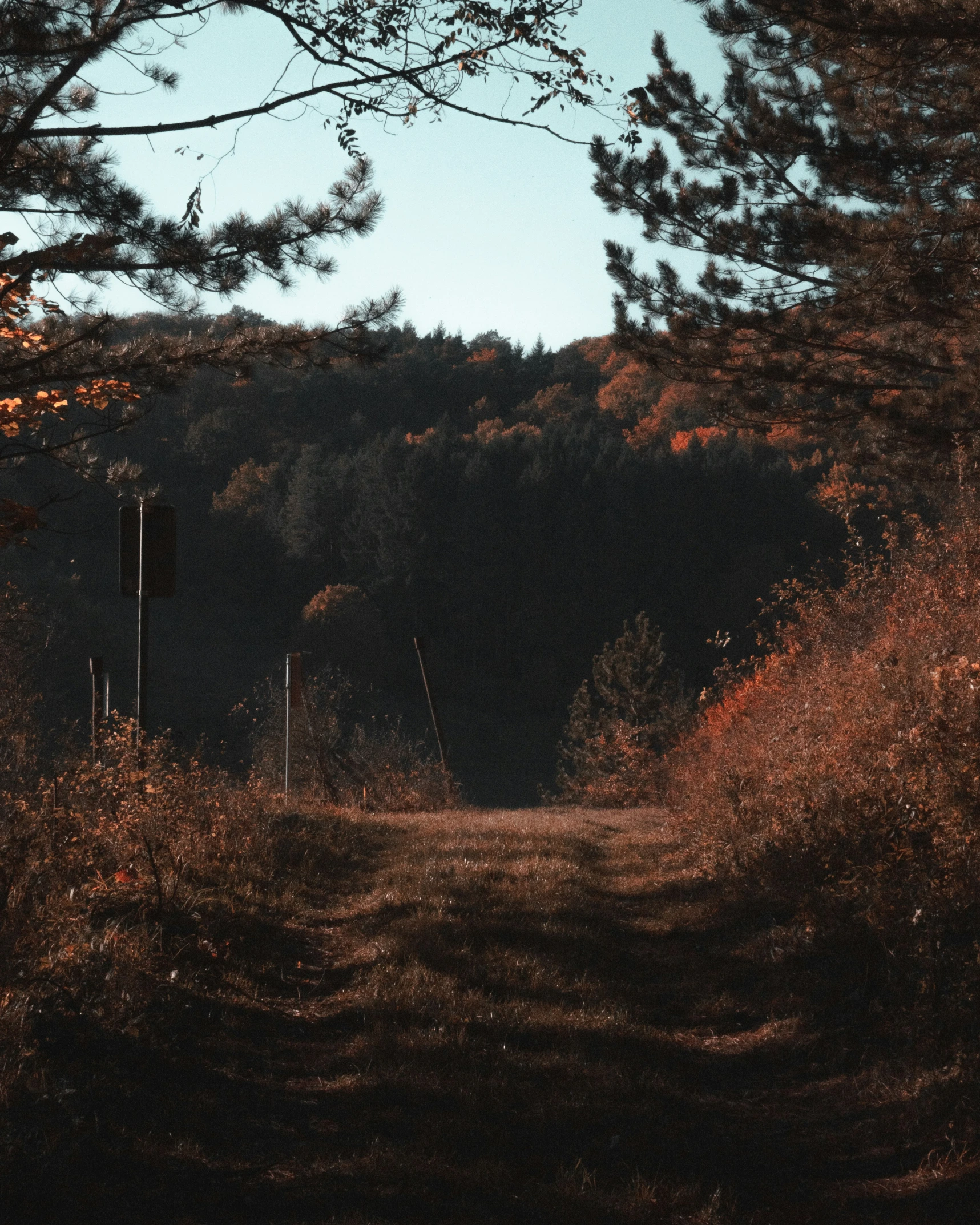 there is a tree lined dirt path next to trees