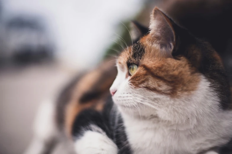 a cat is sitting by itself on the ground