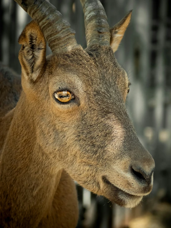 the ram is a species of deer from the family of deer, antelope