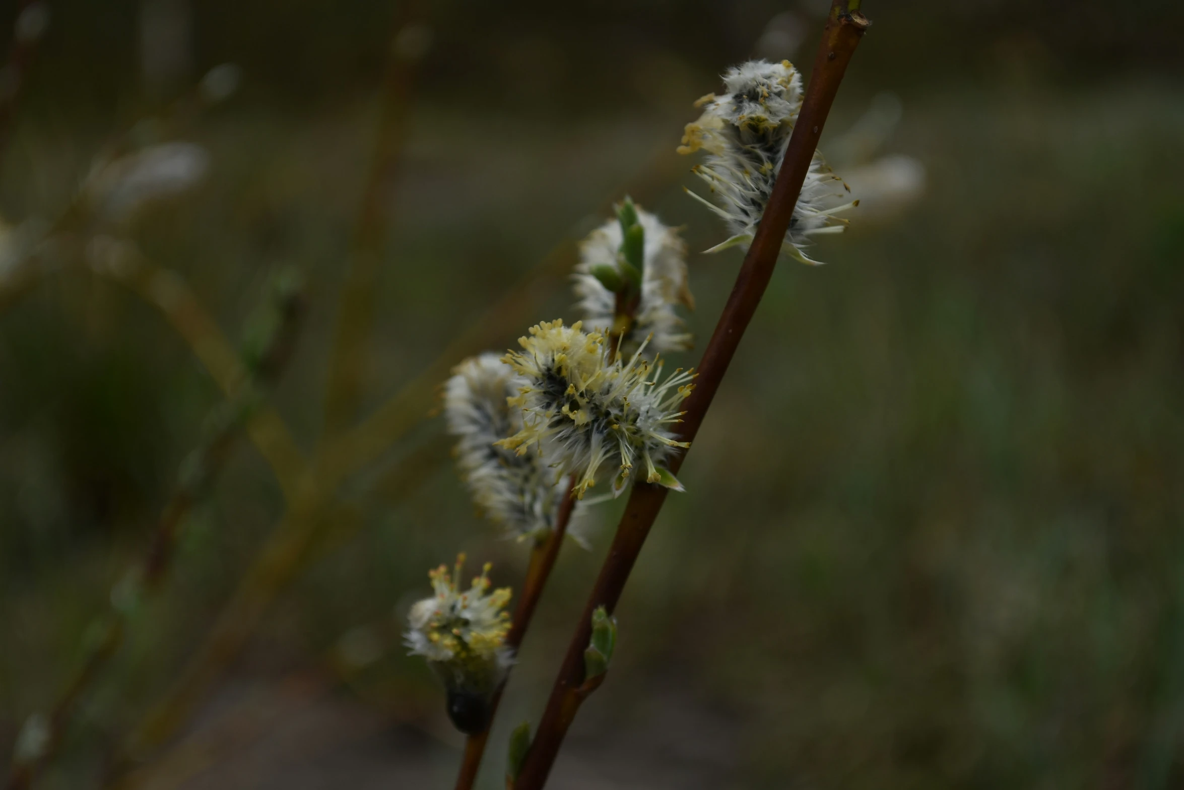 a plant with yellow blooms stands in a green field