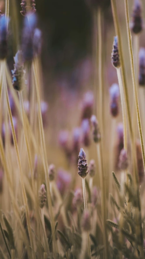 lavender flowers blooming in a field of green