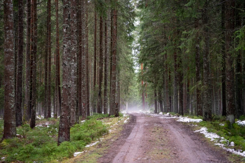 a narrow dirt road surrounded by pine trees