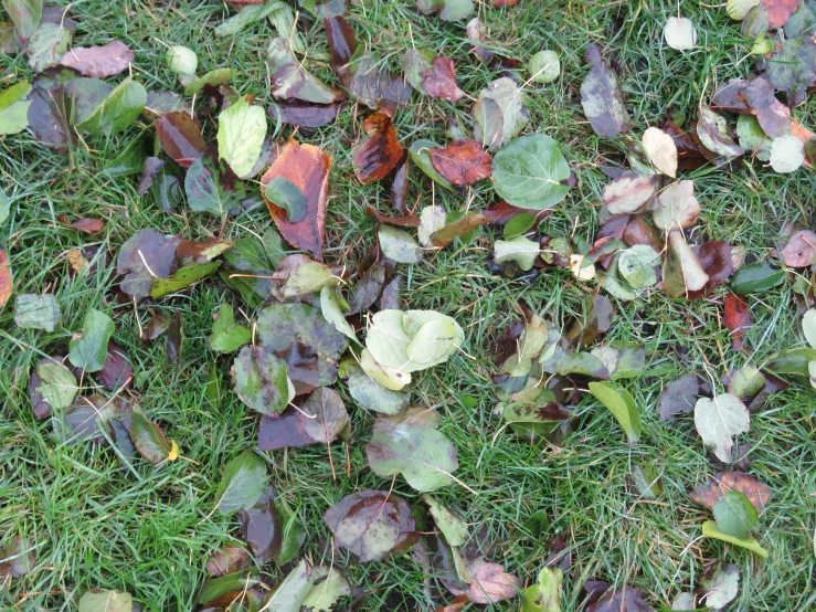 close up of a grass with leaves and moss on it