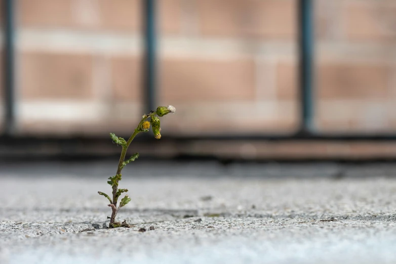 a plant grows from the ground in the concrete