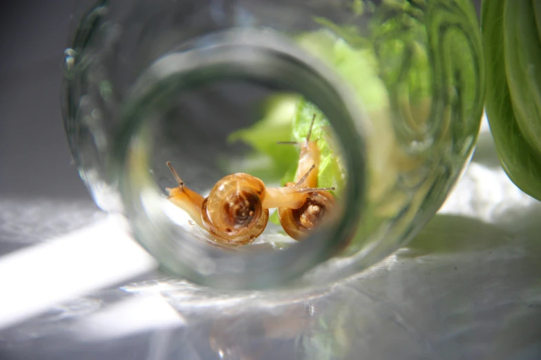 snail crawling in water with leafy plant seen through glass