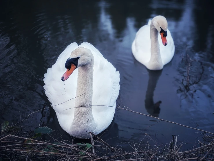 swans are in the water near each other