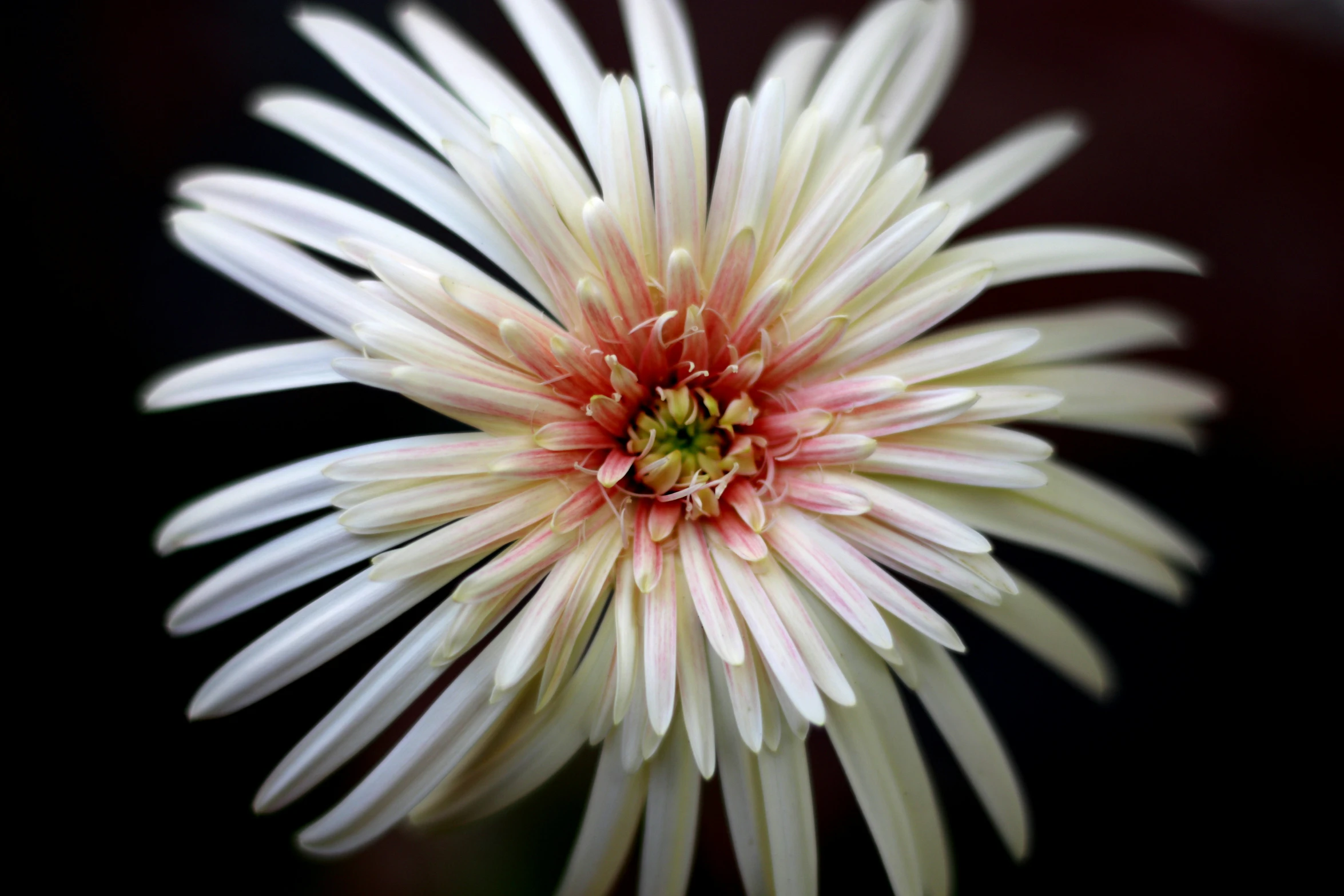 a white and pink flower with brown center