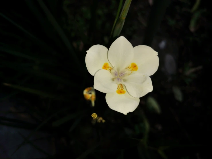 a white flower that is standing in the grass