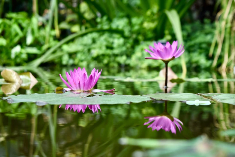 two water lilies are in the water near some vegetation