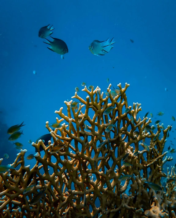 a large coral and fish are seen in this image