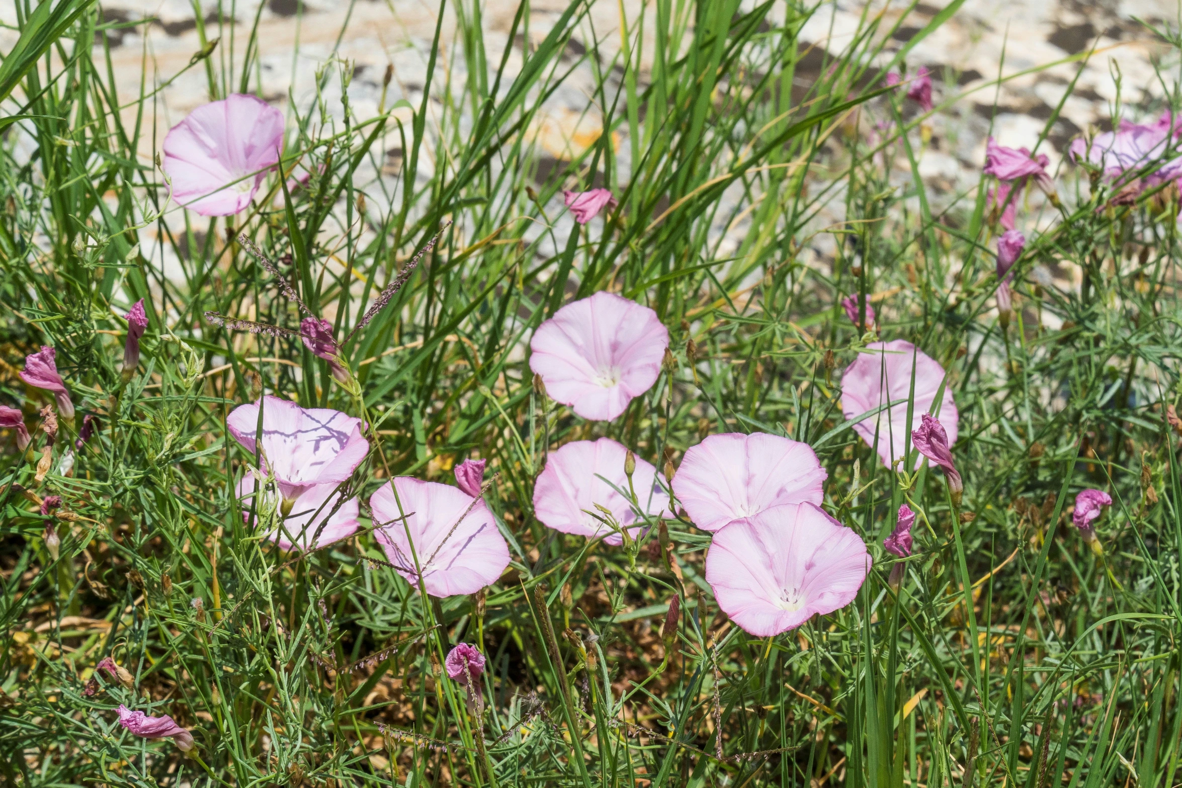 a number of purple flowers on the ground near some green grass