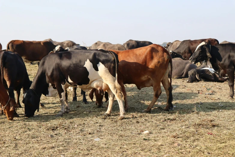 several cows in a field are eating grass