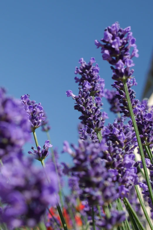 lavender flowers against a blue sky during the day