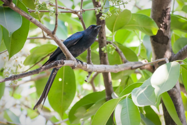 blue bird perched on a nch with green leaves