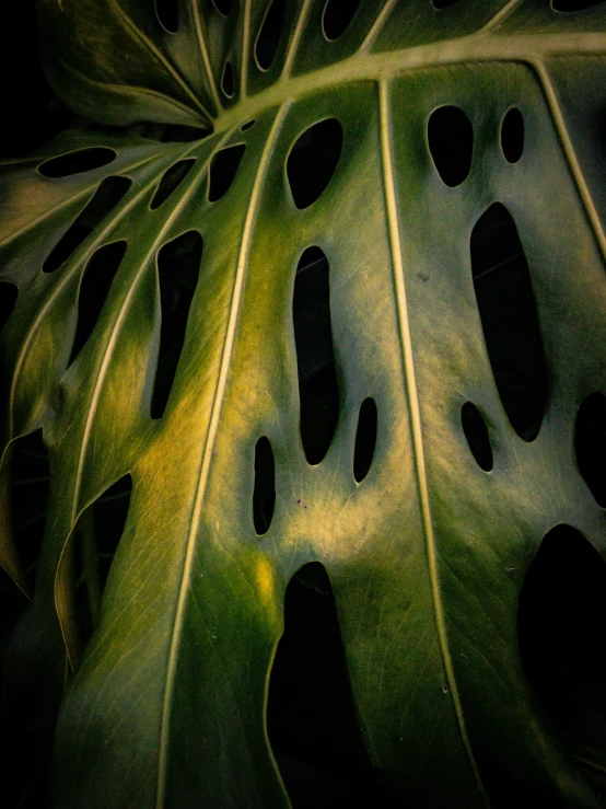 the back side of a green leaf on a black background