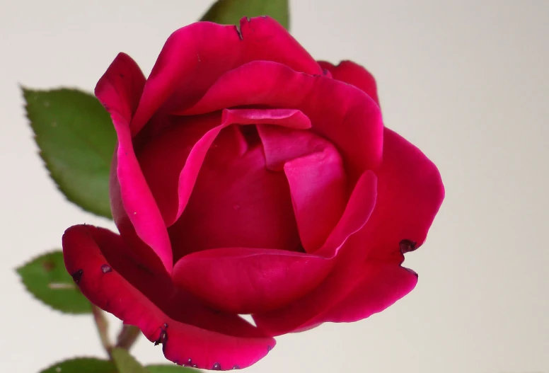 a single red rose sitting on top of a table