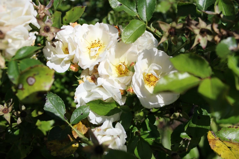 some white roses on a nch with leaves