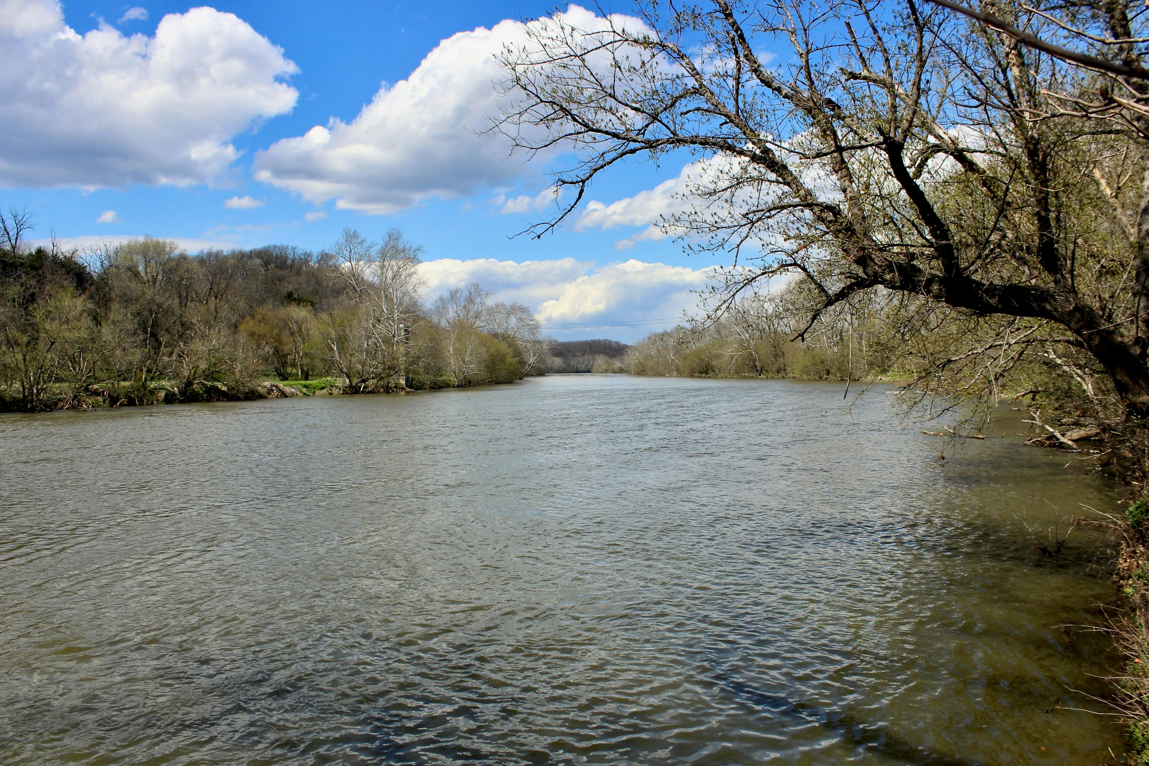 a body of water that is next to a forest