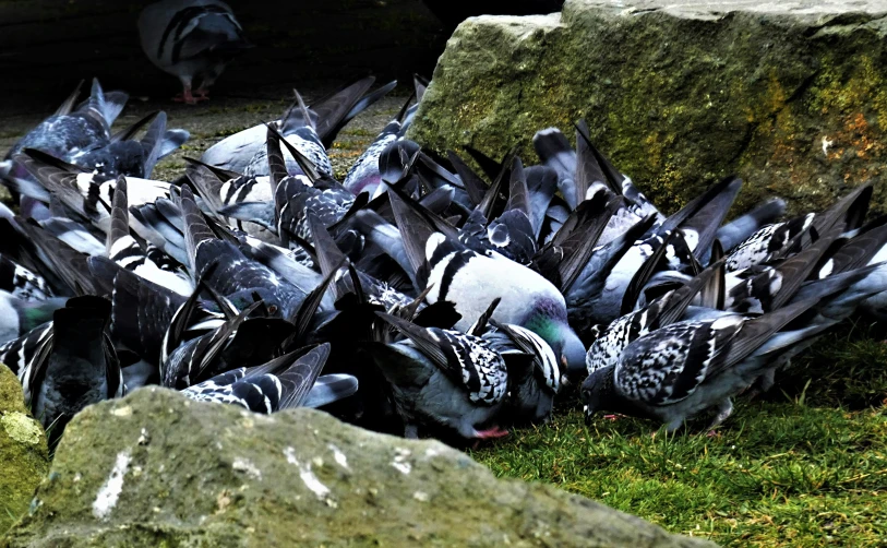 a bunch of birds stand around and eat soing