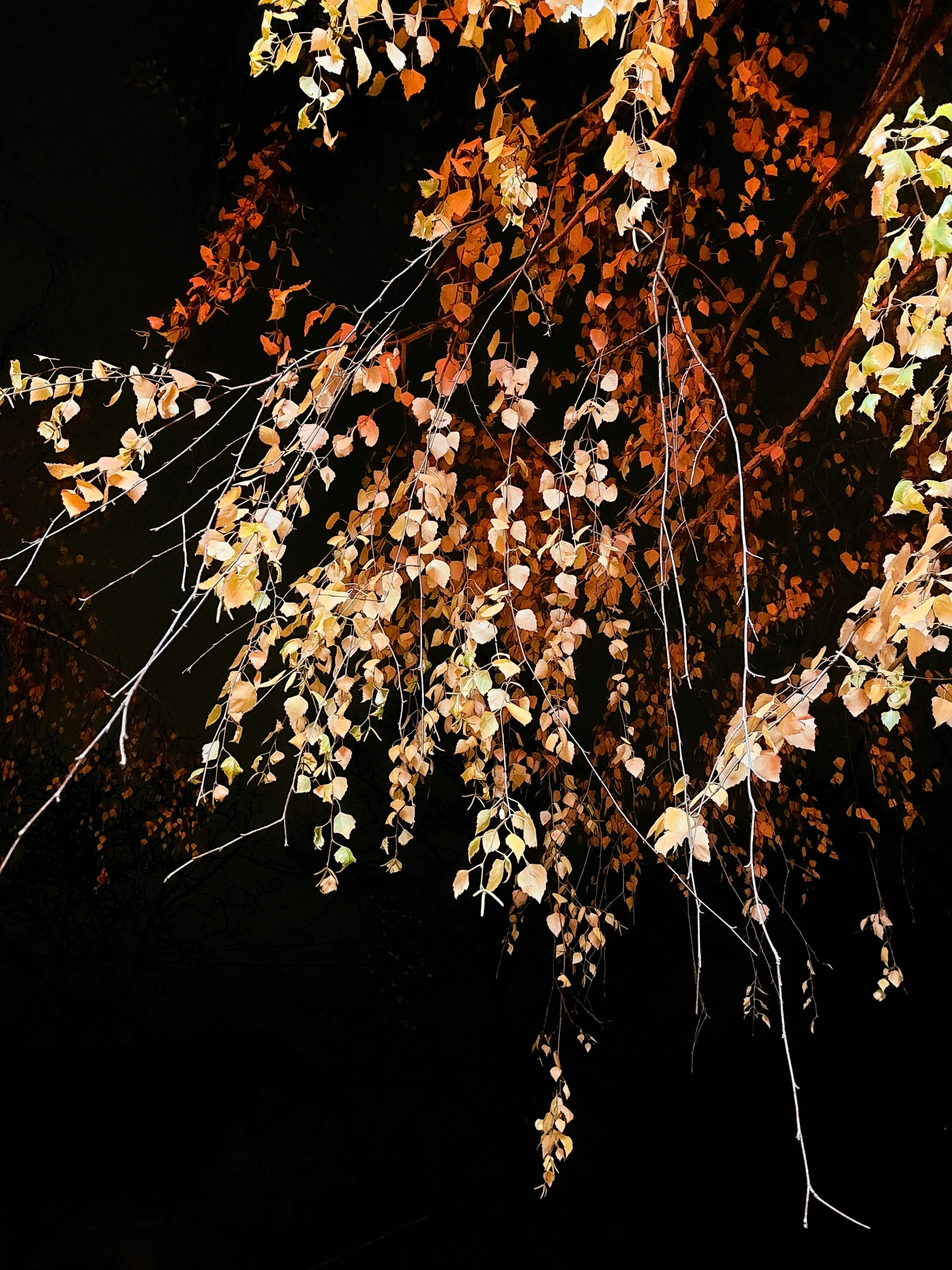 an abstract image of leaves on the trees