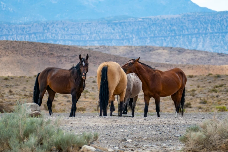 a bunch of horses standing in the sand on a desert