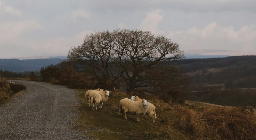 three sheep are standing on the side of the road