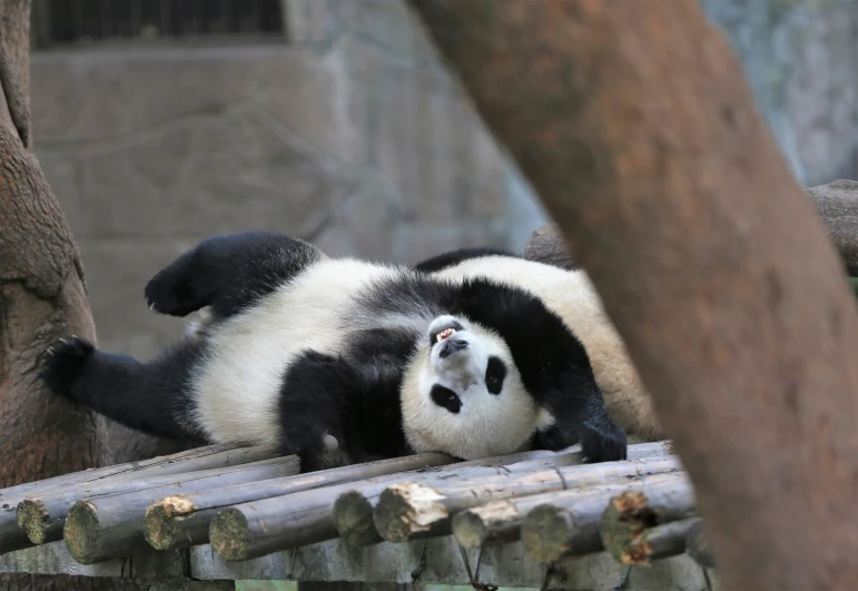 the panda bear is relaxing on the wood