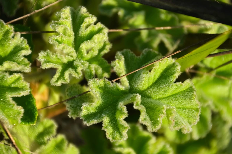 closeup of some green leaves and grass