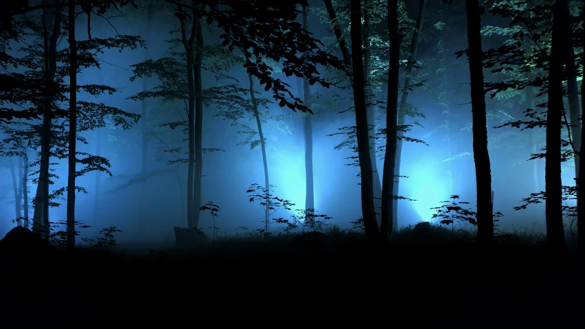 a forest at night, with only a few animals visible in the woods