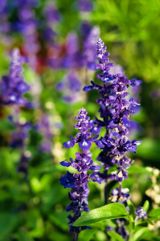 purple flowers are seen growing in the garden