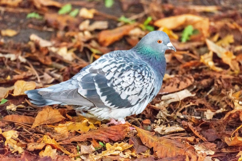 a blue grey and white bird sits in some leaves