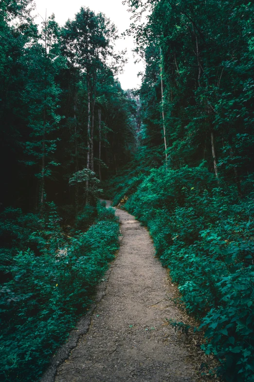 a dirt road in the middle of a forest