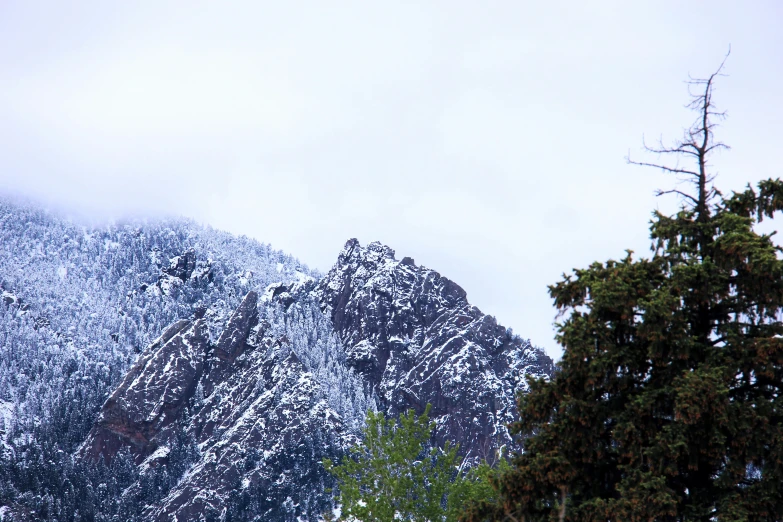 there is a tree and a mountainside covered in snow