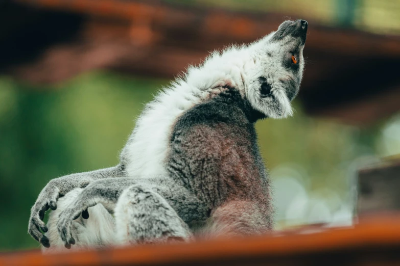 a furry animal sitting on a ledge in front of a tree