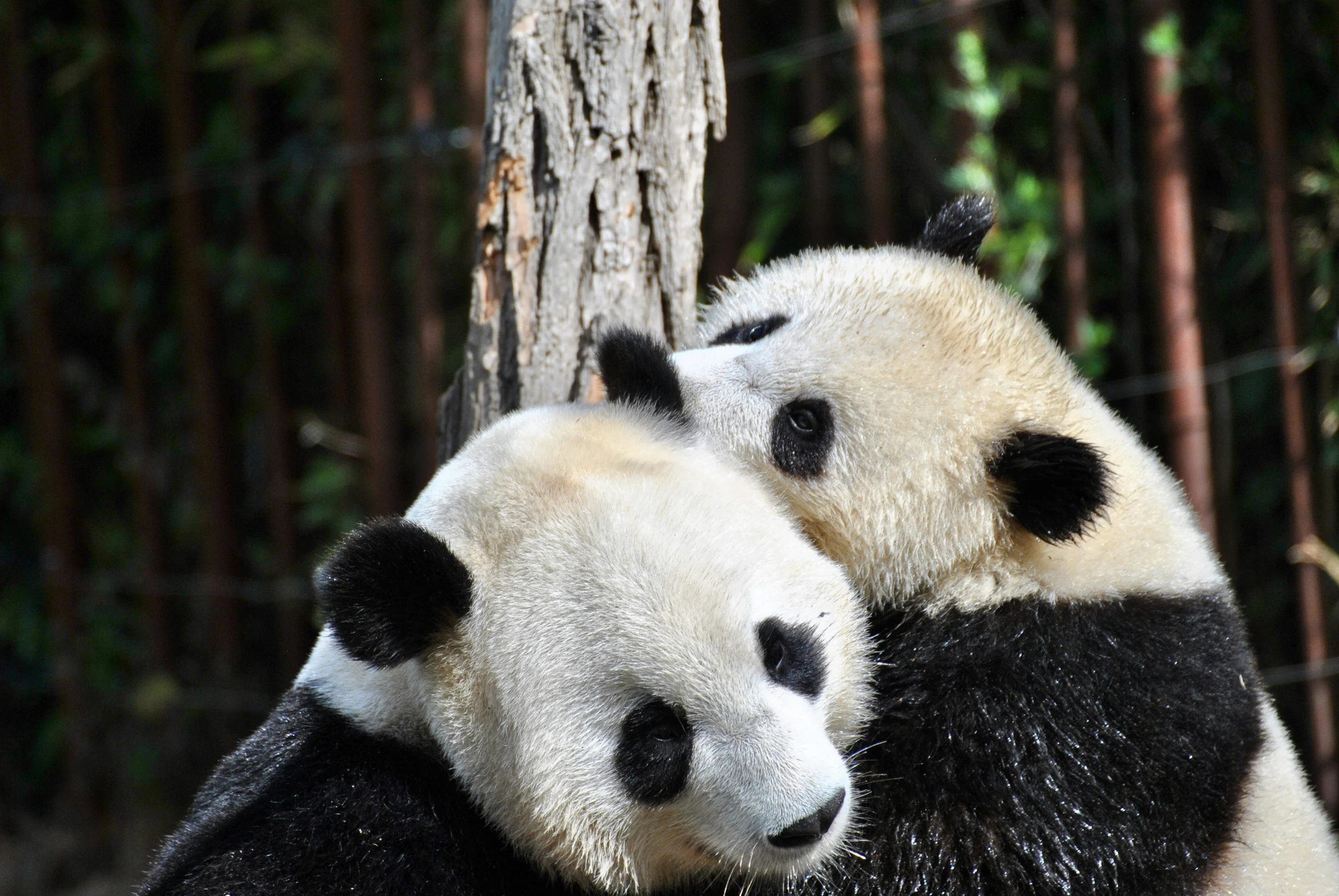two panda bears cuddling up next to each other in their enclosure