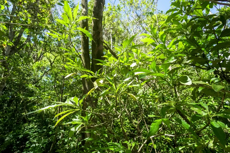 the picture is looking through some thick vegetation