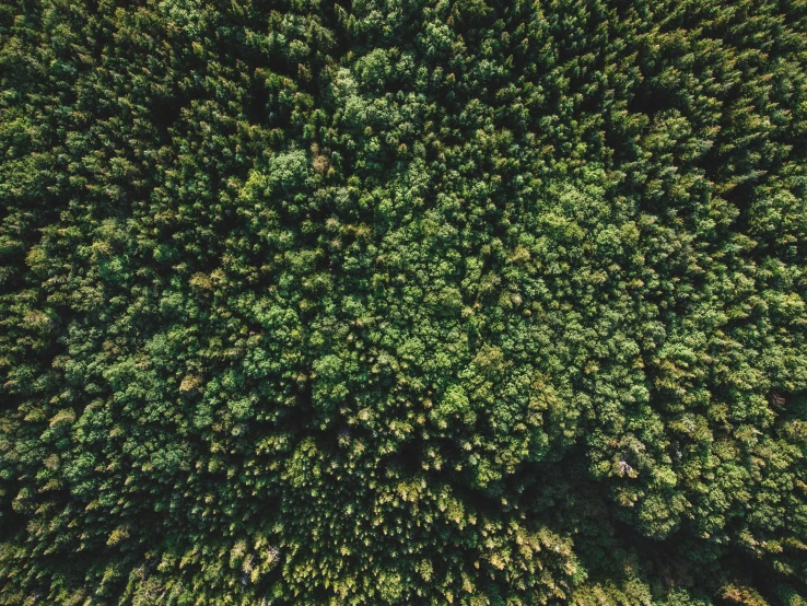 an aerial po of trees from above