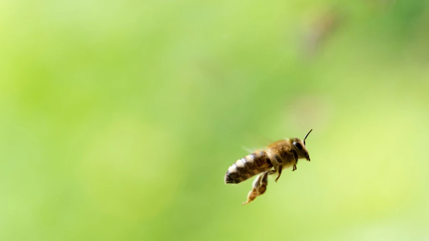 a bee with it's body in the air