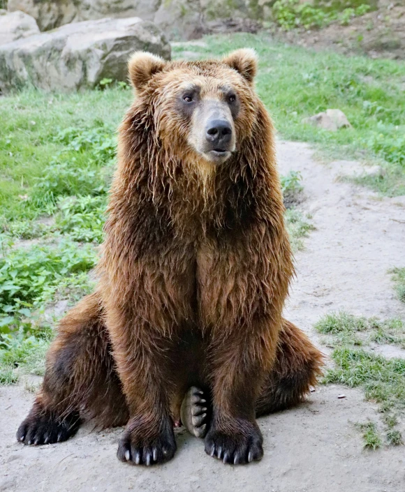 there is a large brown bear standing up