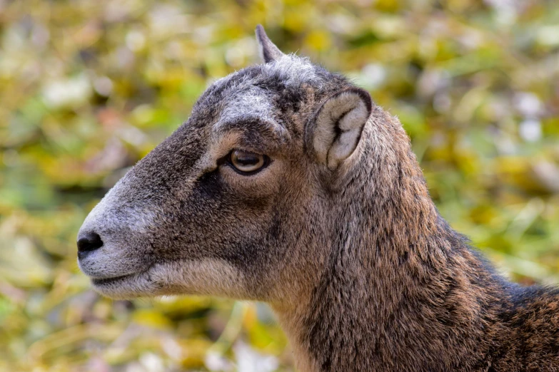 a close up of a goat with green grass in the background