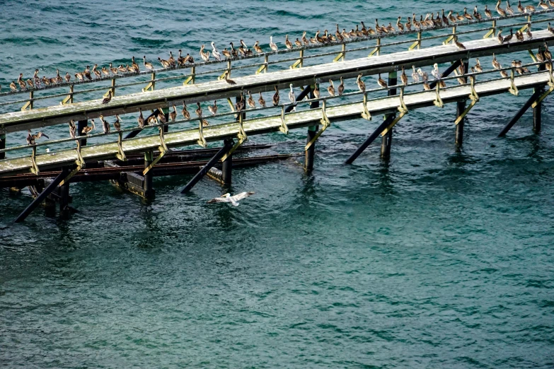 some birds are standing on a wooden dock