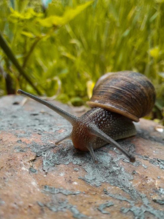 a snail that is on a large piece of stone