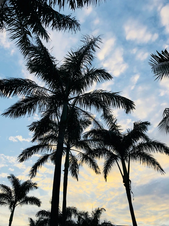 trees in silhouette with the sky in the background