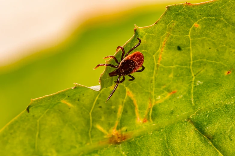 the tickle beetle is sitting on top of a green leaf