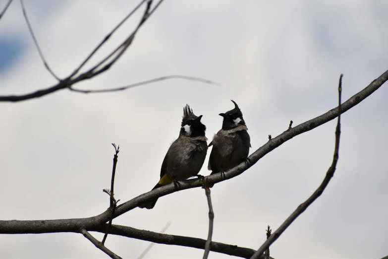 two small birds perched on top of a bare tree nch