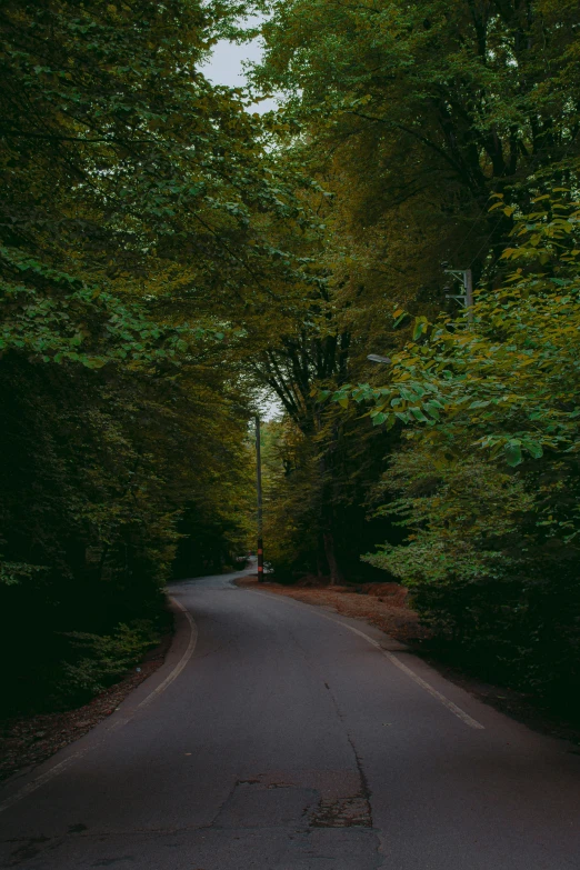 an empty street lined with trees and bushes