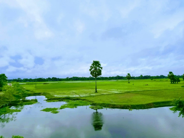 a field with a small tree in it on the side of it