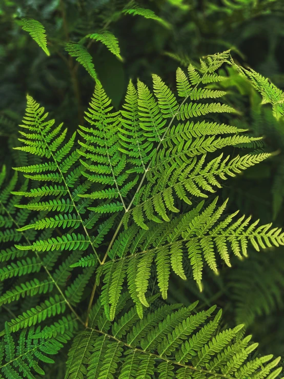 fern leaves with very bright green colors growing among the trees