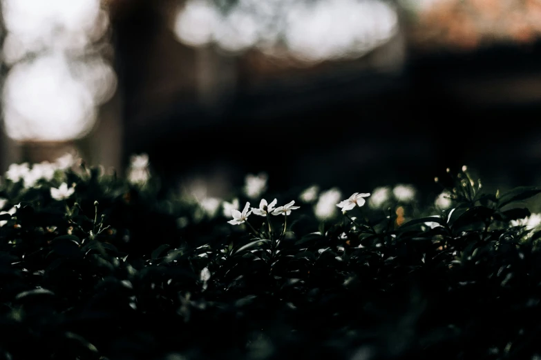 the flowers are almost white and in color